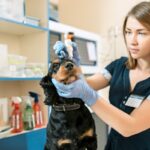 Clínicas veterinarias - Veterinario de animales domésticos atendiendo a un perro en una de las mejores clínicas veterinarias de Madrid