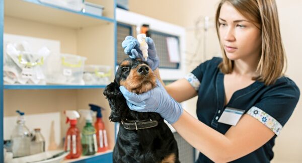 Clínicas veterinarias - Veterinario de animales domésticos atendiendo a un perro en una de las mejores clínicas veterinarias de Madrid